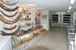 Muzeum Skamieniałości i Minerałów